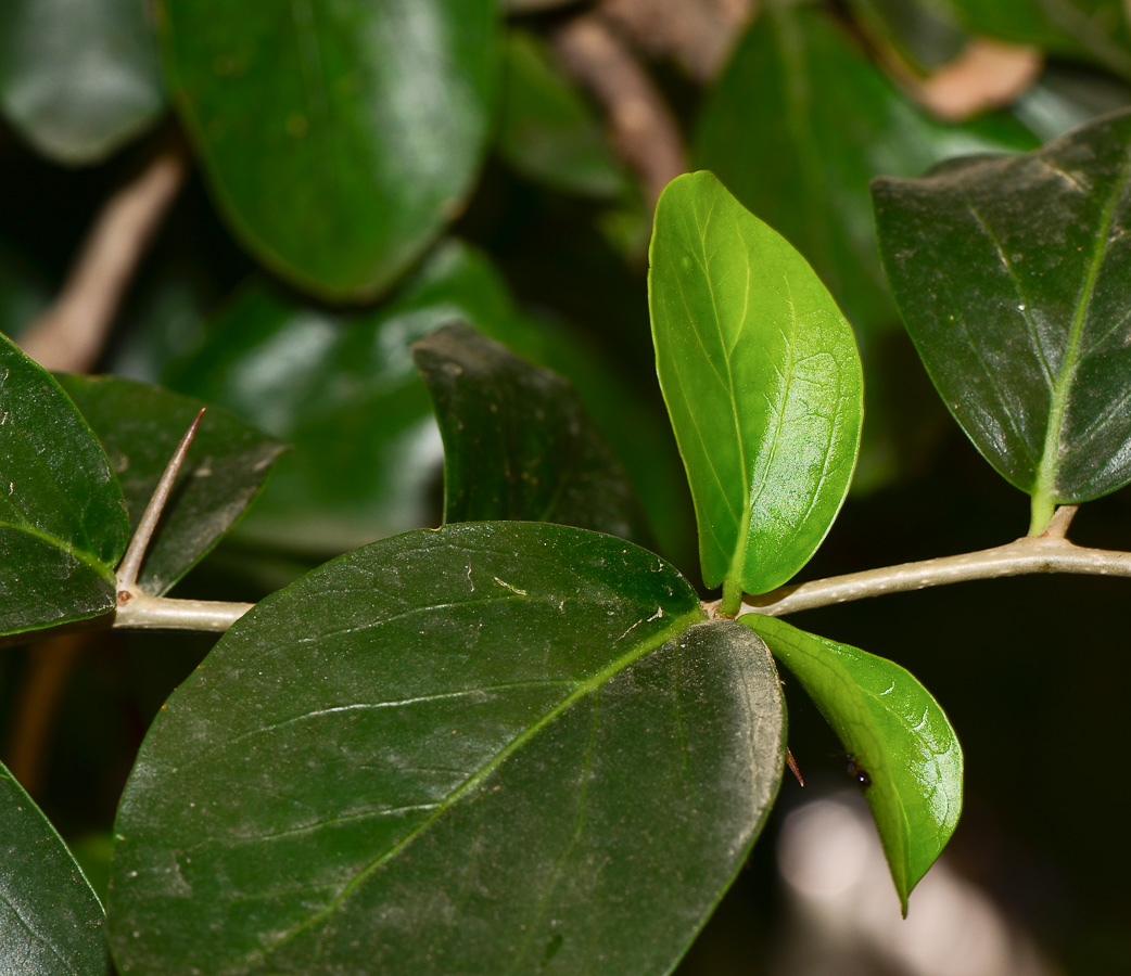 Image of Dovyalis caffra specimen.