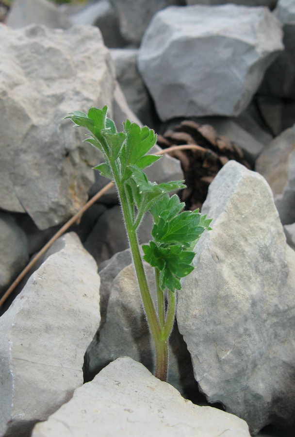 Image of Heracleum ligusticifolium specimen.