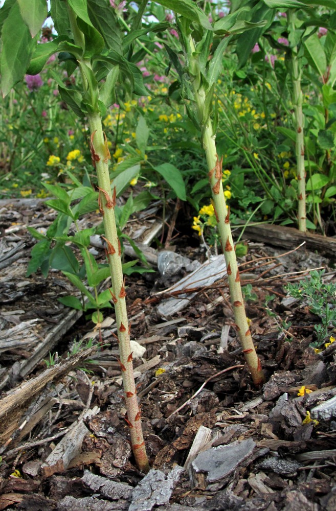 Image of Lysimachia vulgaris specimen.