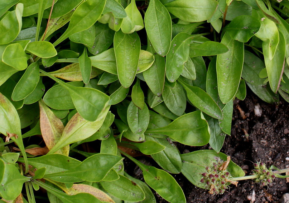 Image of Penstemon procerus ssp. tolmiei specimen.