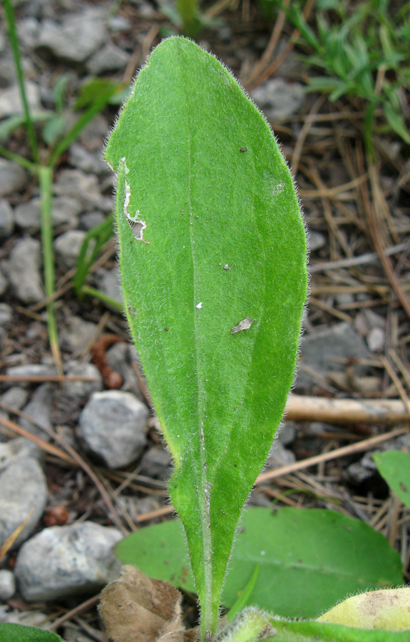 Image of Aster bessarabicus specimen.