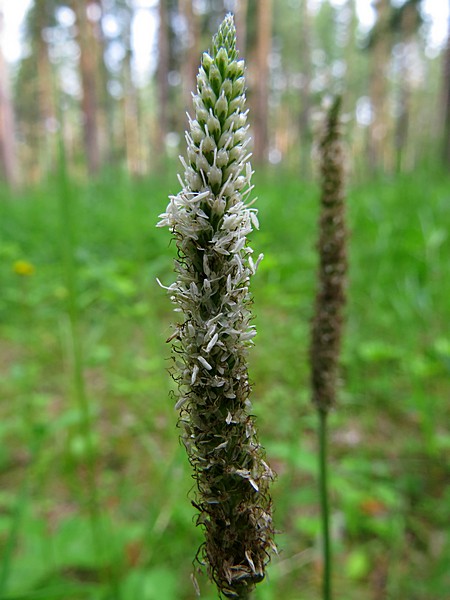 Image of Plantago urvillei specimen.