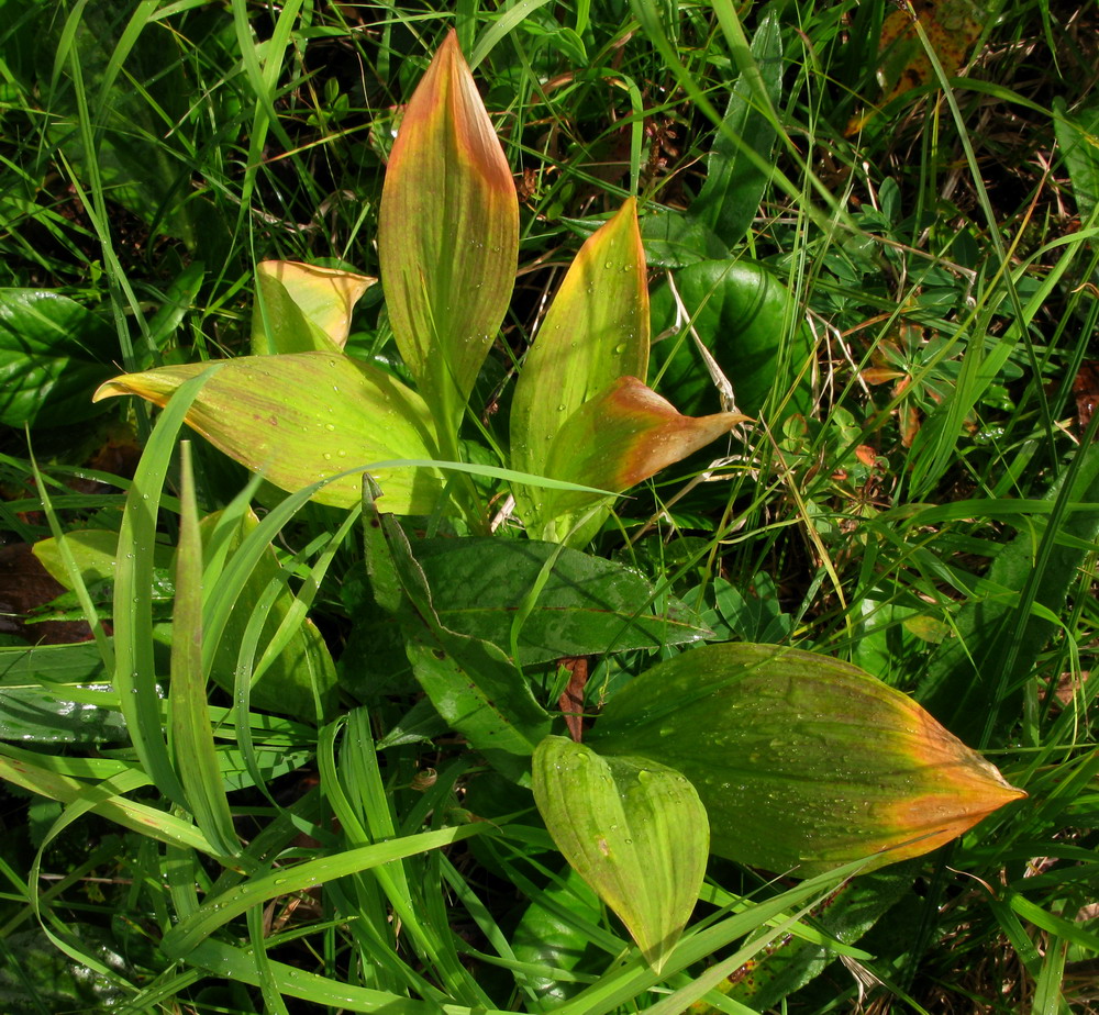 Image of Allium microdictyon specimen.