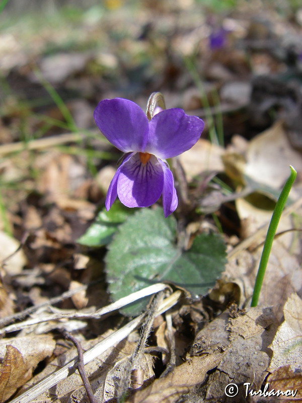 Image of Viola odorata specimen.