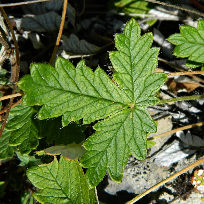 Изображение особи Potentilla arenosa.