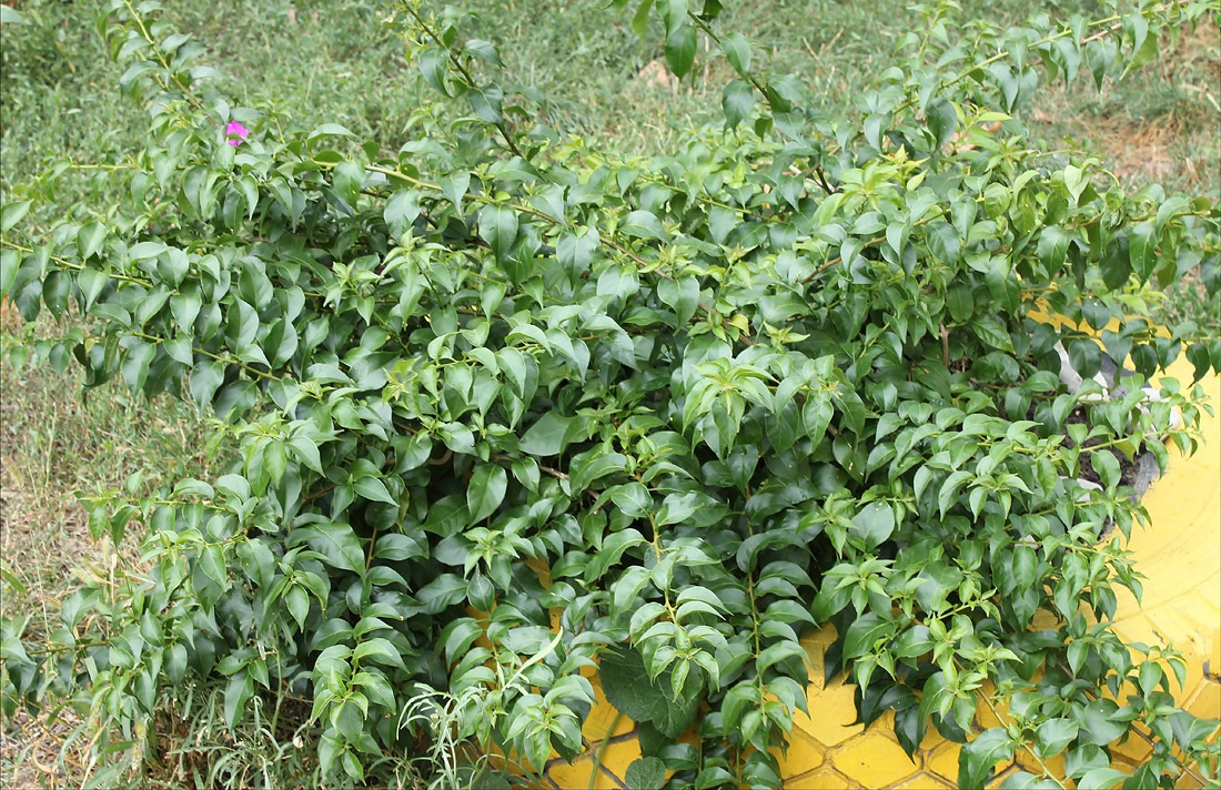 Image of Bougainvillea spectabilis specimen.