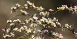 Polygonum pulchellum