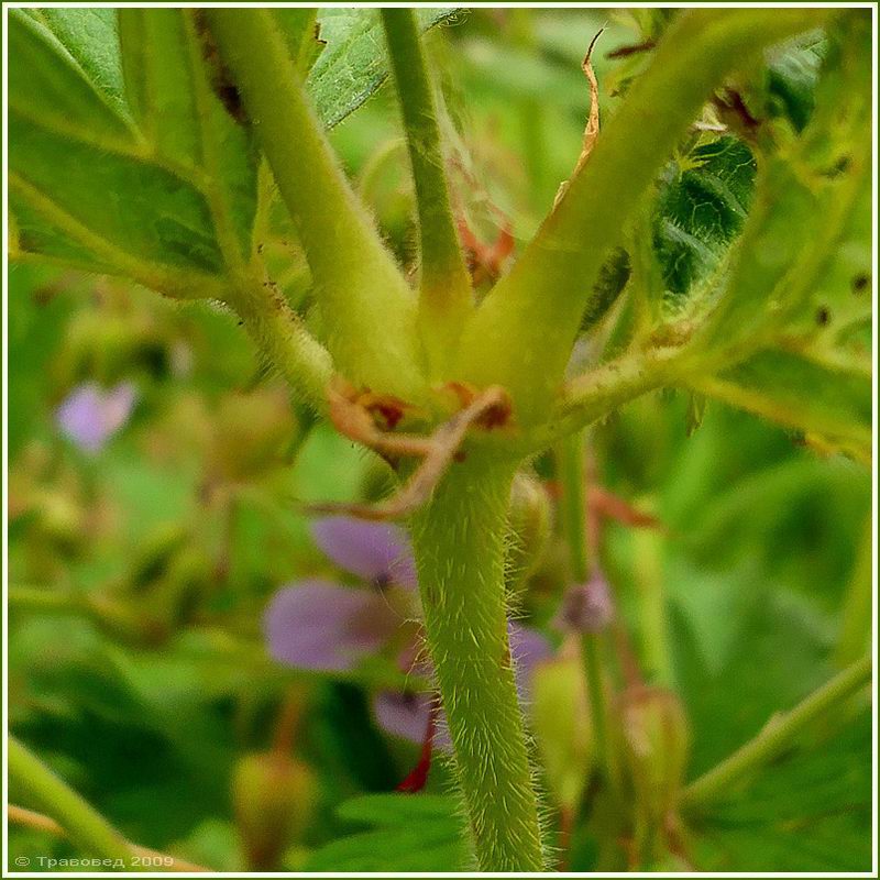 Image of Geranium pratense specimen.