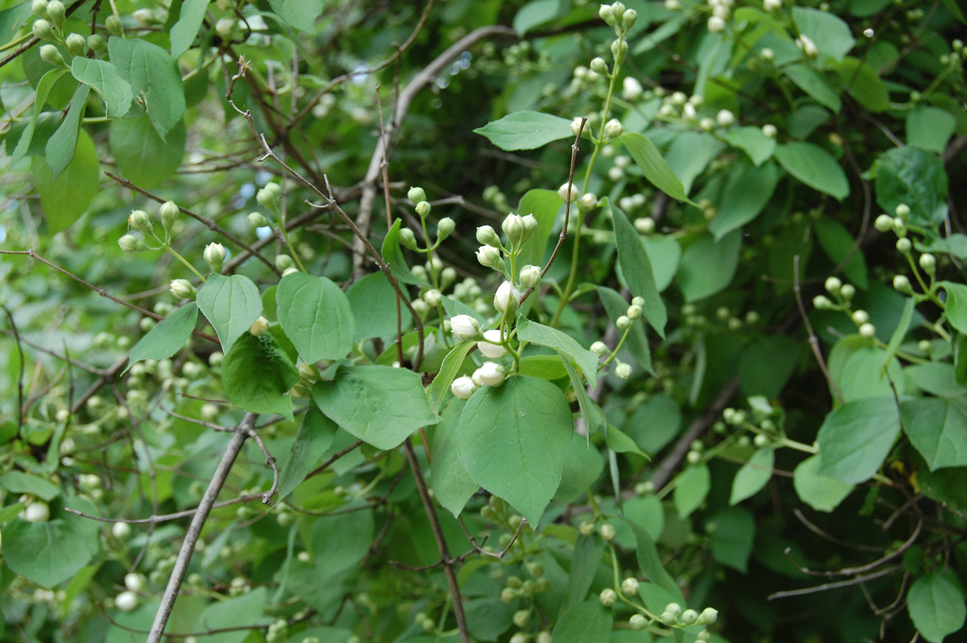 Image of genus Philadelphus specimen.