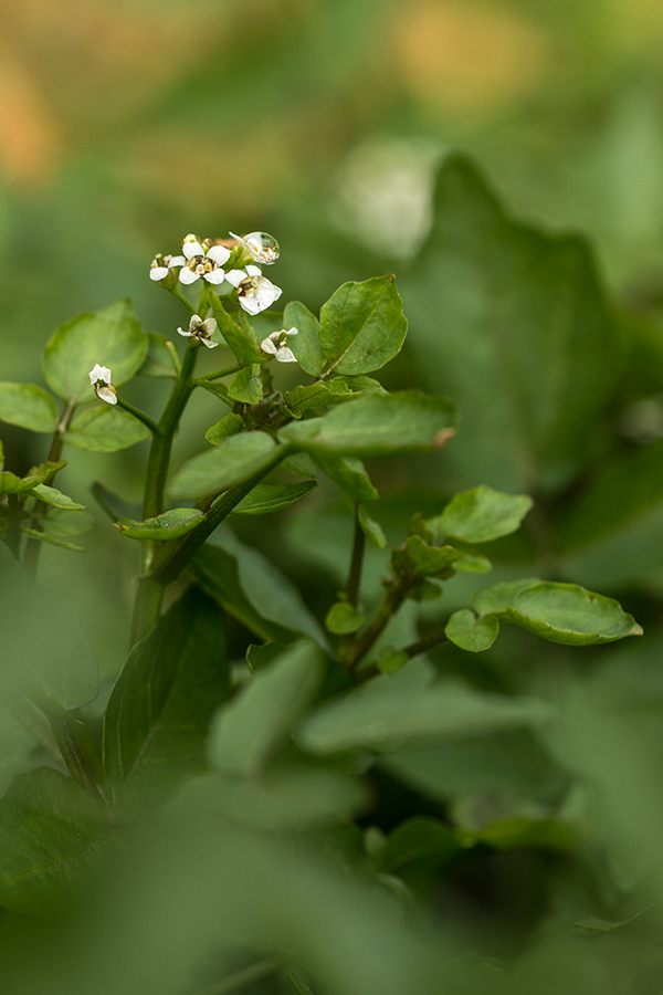 Image of Nasturtium officinale specimen.