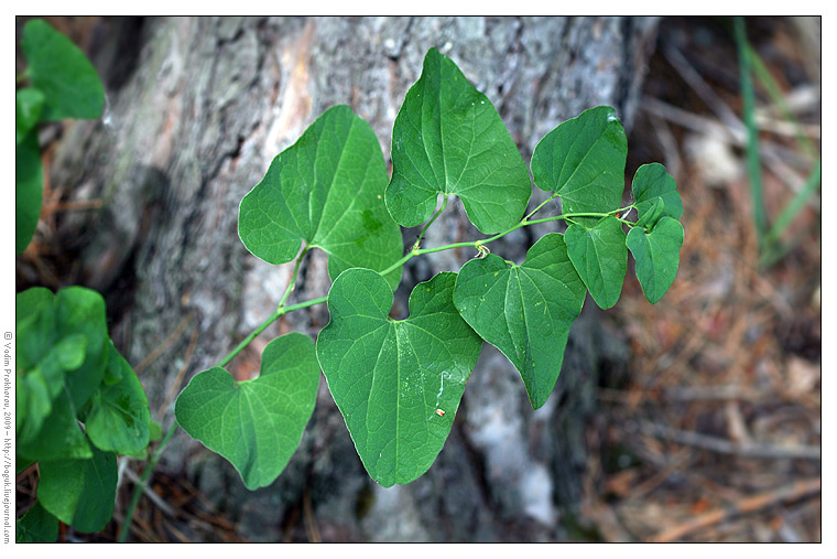 Image of Aristolochia clematitis specimen.