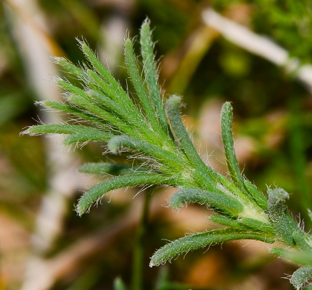 Image of Salsola vermiculata specimen.