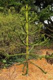 Araucaria araucana. Молодое дерево. США, Калифорния, Сан-Франциско, ботанический сад. 14.02.2014.
