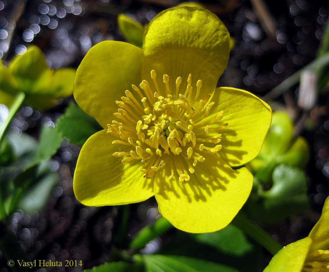 Image of Caltha palustris specimen.