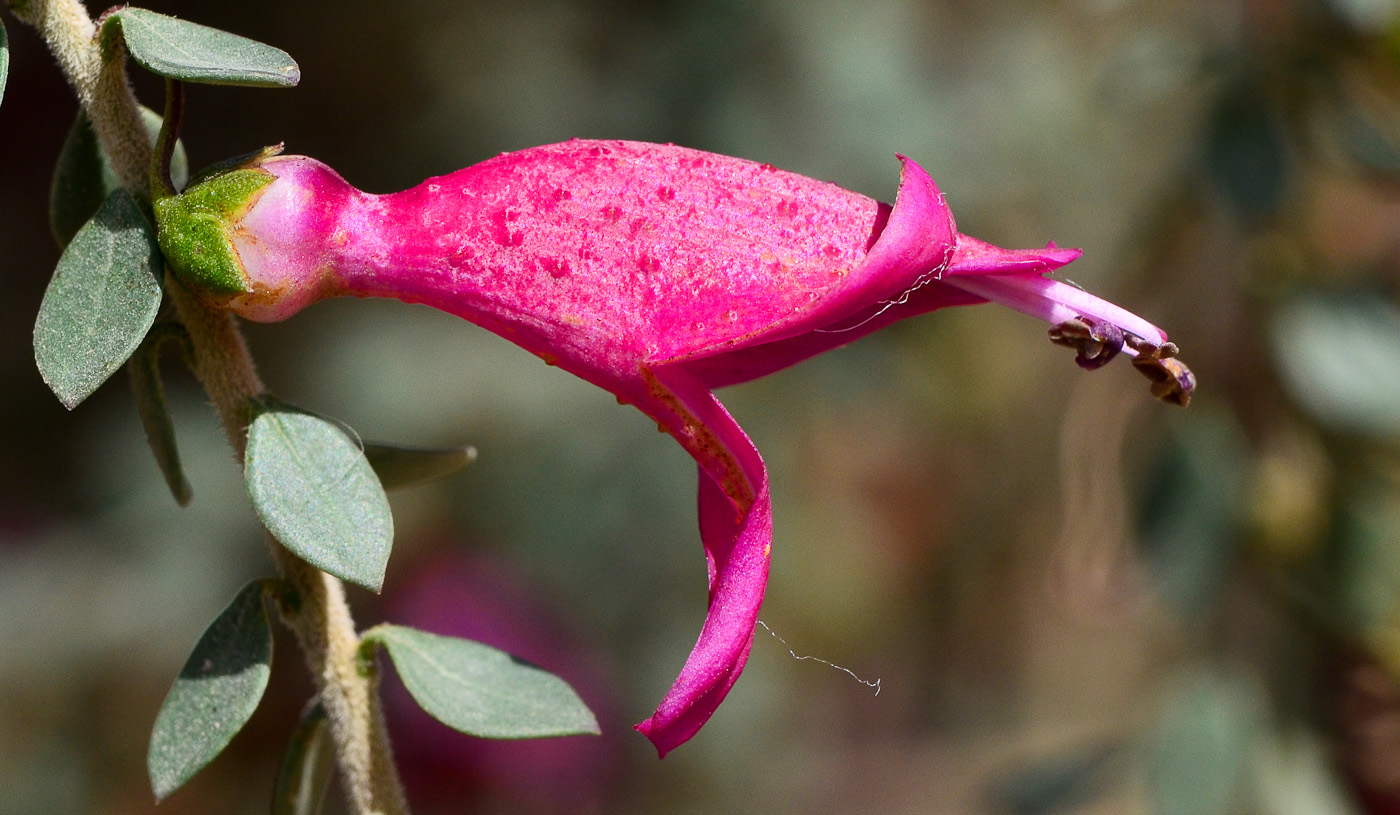 Image of Eremophila laanii specimen.