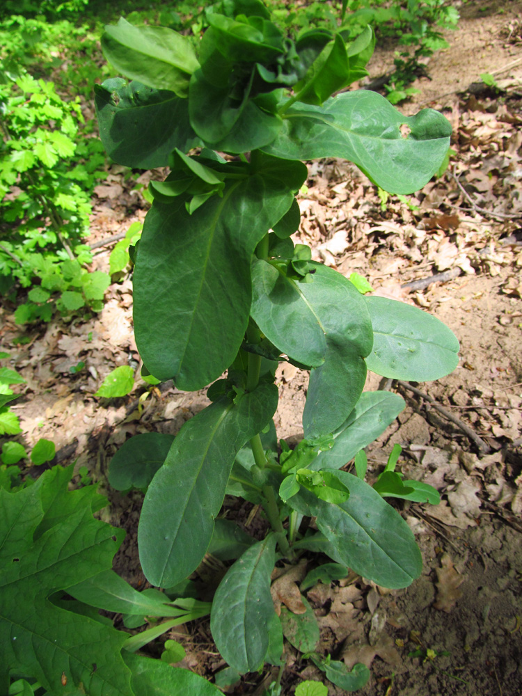 Image of Cerinthe minor specimen.