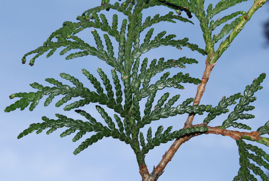 Image of genus Thuja specimen.