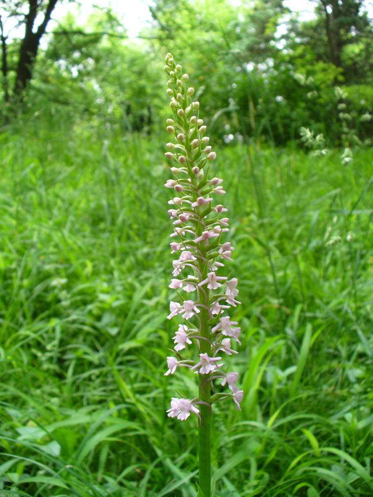 Image of Gymnadenia conopsea specimen.