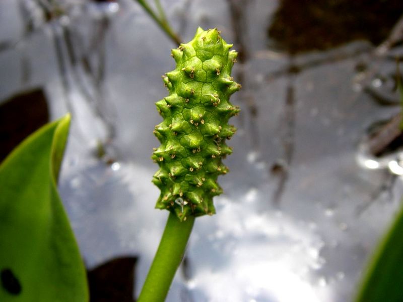 Изображение особи Lysichiton camtschatcensis.