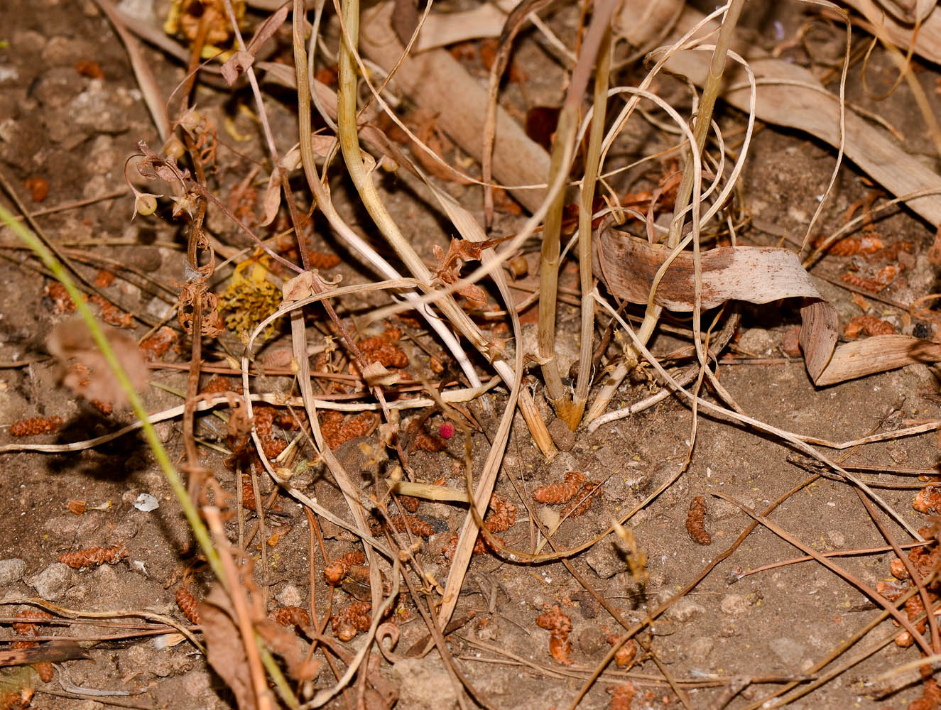 Image of Allium daninianum specimen.