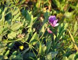 Lathyrus japonicus подвид pubescens. Верхушка цветущего растения. Соловецкие острова, остров Большой Соловецкий. 07.07.2014.