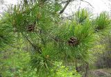 Pinus sylvestris. Ветвь с вызревшими шишками. Республика Татарстан, г. Бавлы. 14.05.2006.