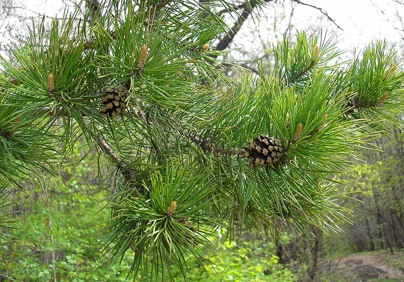 Image of Pinus sylvestris specimen.