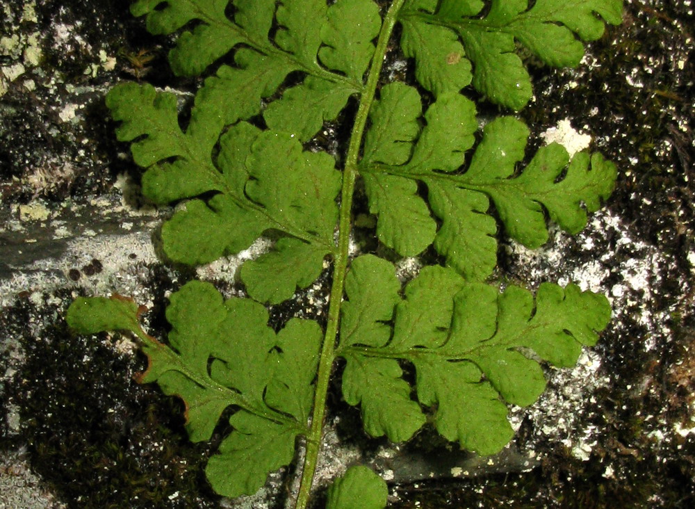 Image of Woodsia taigischensis specimen.