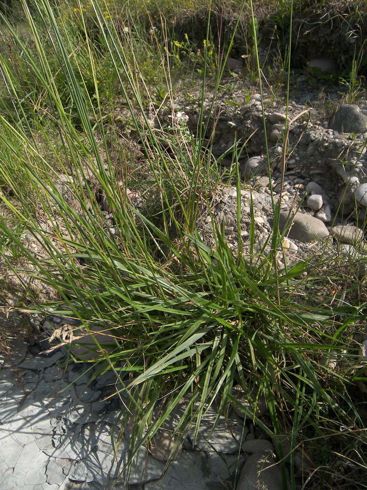 Изображение особи Festuca arundinacea.