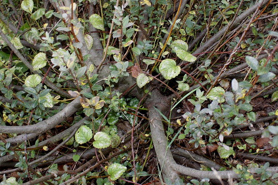 Image of genus Salix specimen.