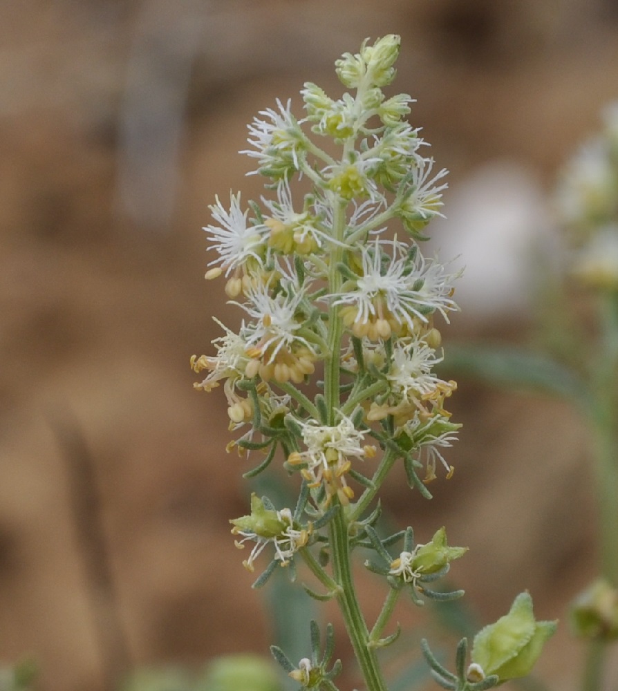 Image of genus Reseda specimen.