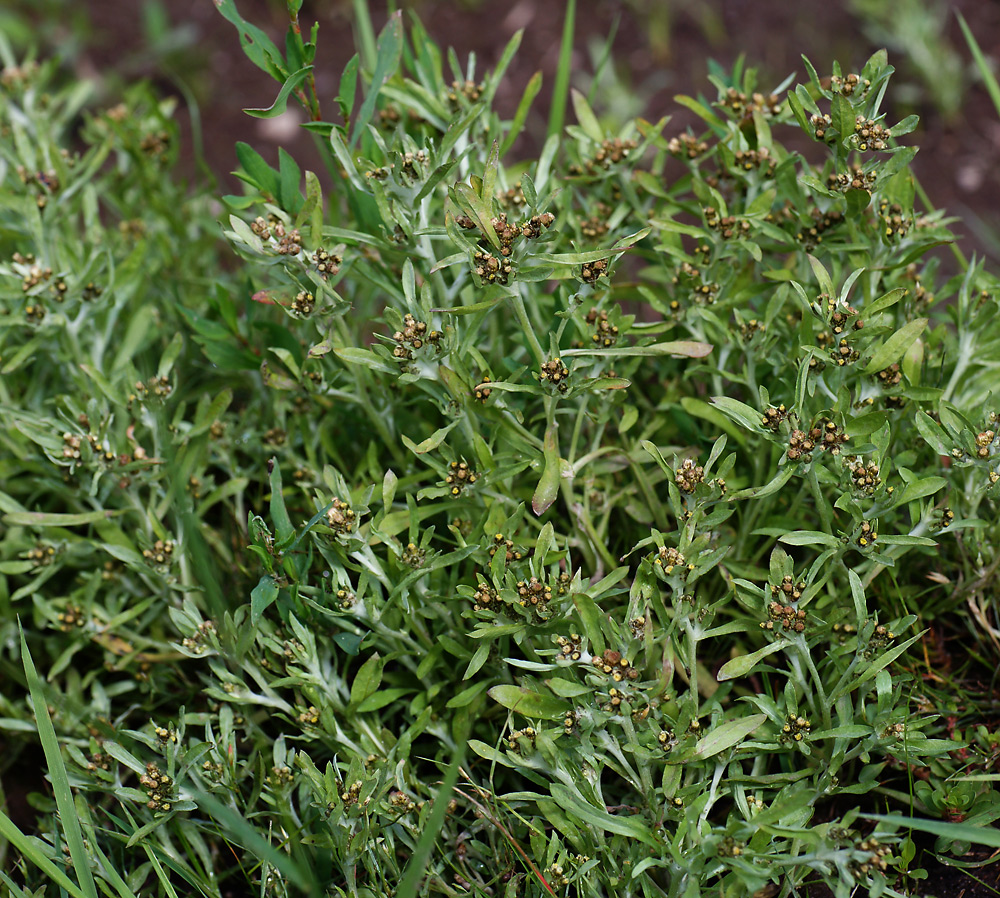 Image of Gnaphalium uliginosum specimen.