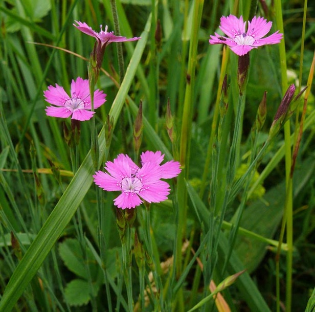 Изображение особи Dianthus deltoides.