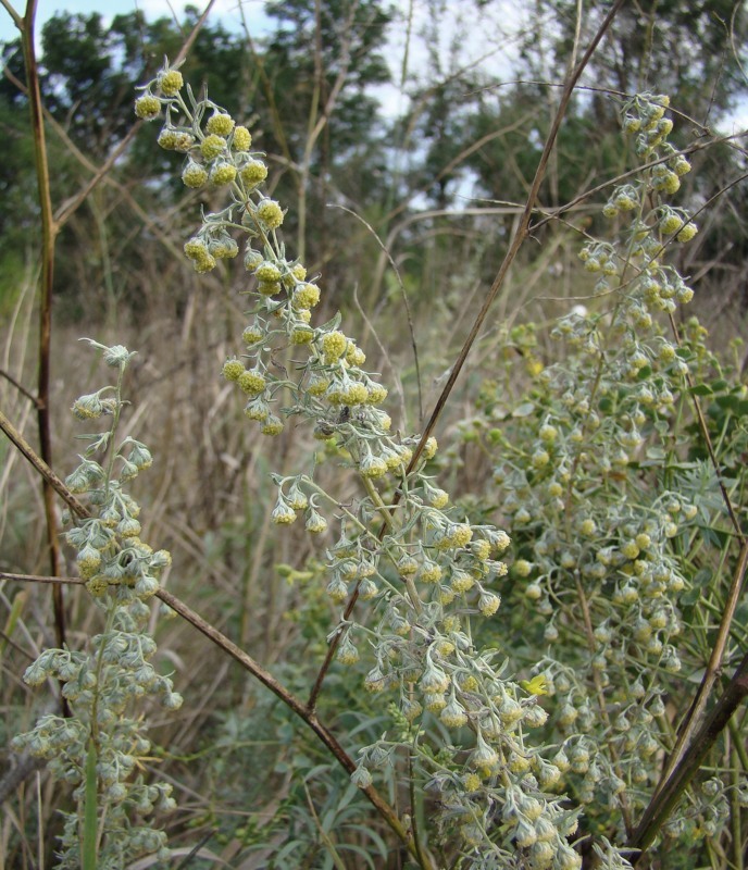 Image of Artemisia pontica specimen.