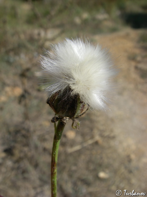 Image of genus Crepis specimen.