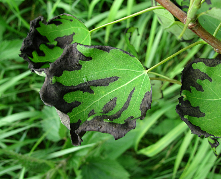 Image of Populus tremula specimen.