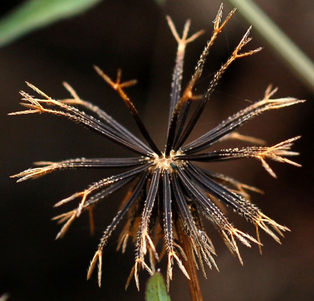 Изображение особи Bidens pilosa.