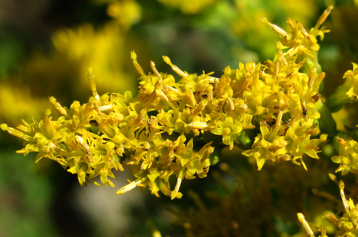 Изображение особи род Solidago.