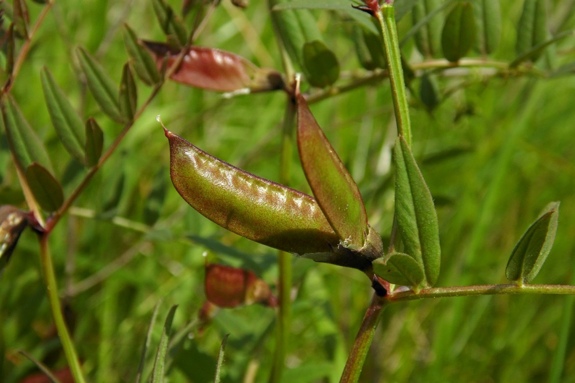 Изображение особи Vicia sepium.