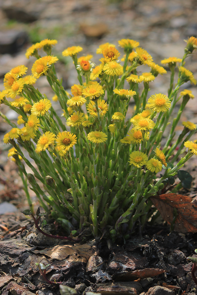 Image of Tussilago farfara specimen.