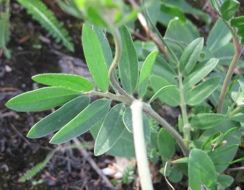 Image of Anthyllis macrocephala specimen.