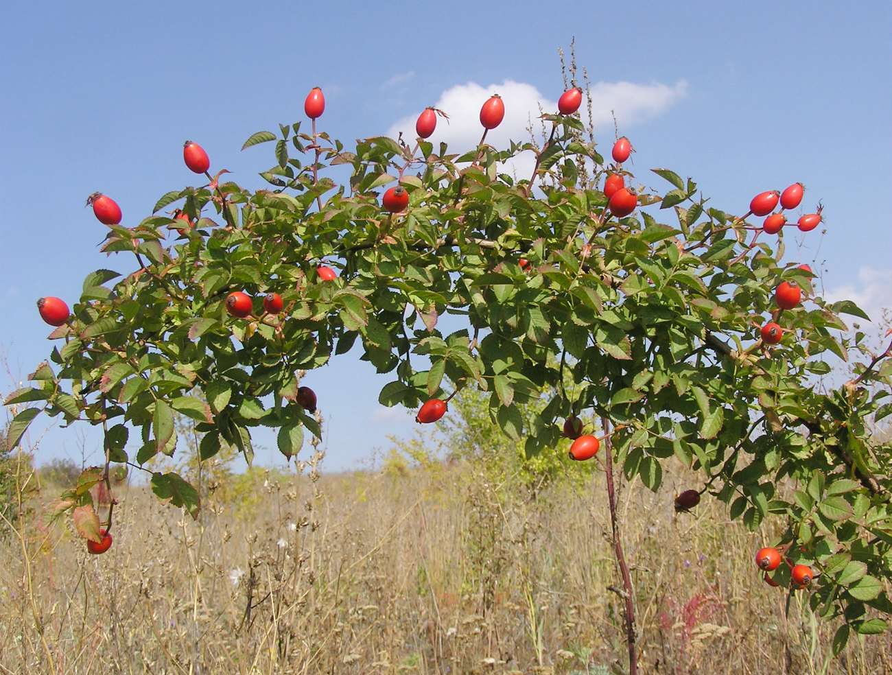 Изображение особи Rosa corymbifera.