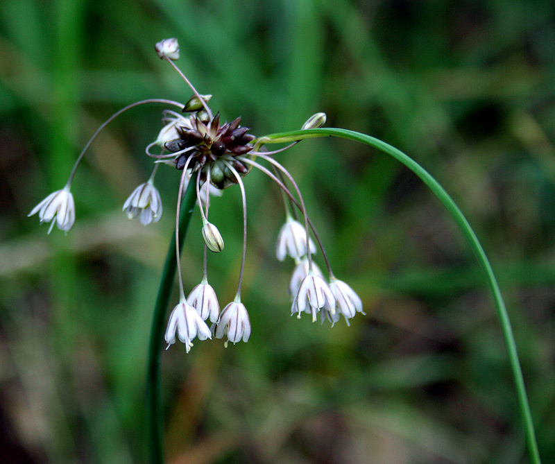 Изображение особи Allium oleraceum.