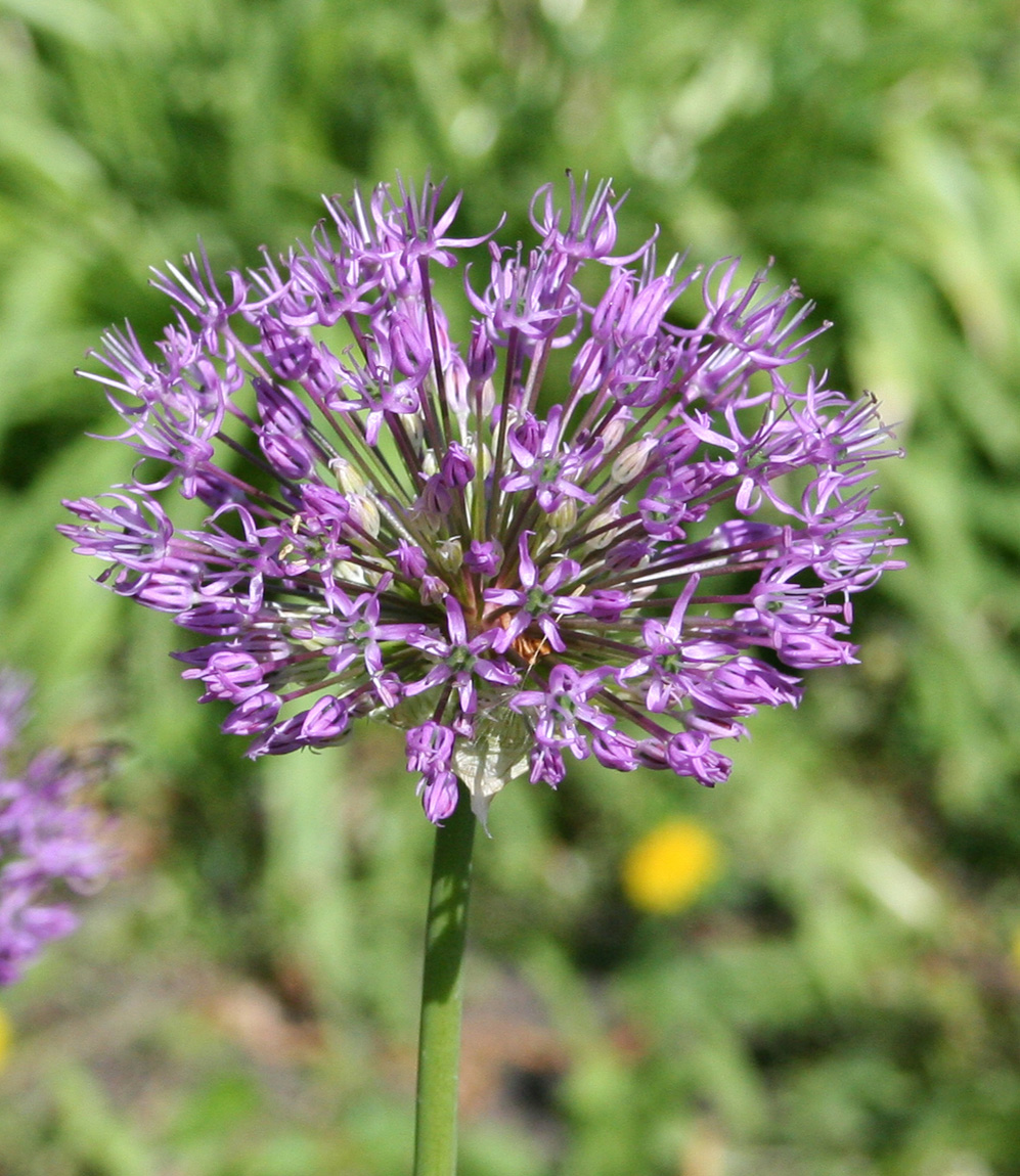 Image of Allium rosenorum specimen.