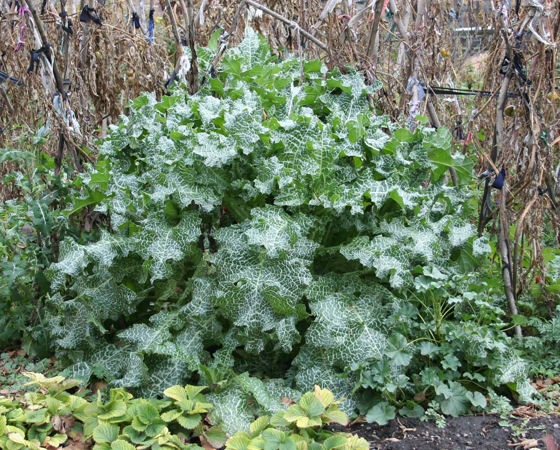 Image of Silybum marianum specimen.