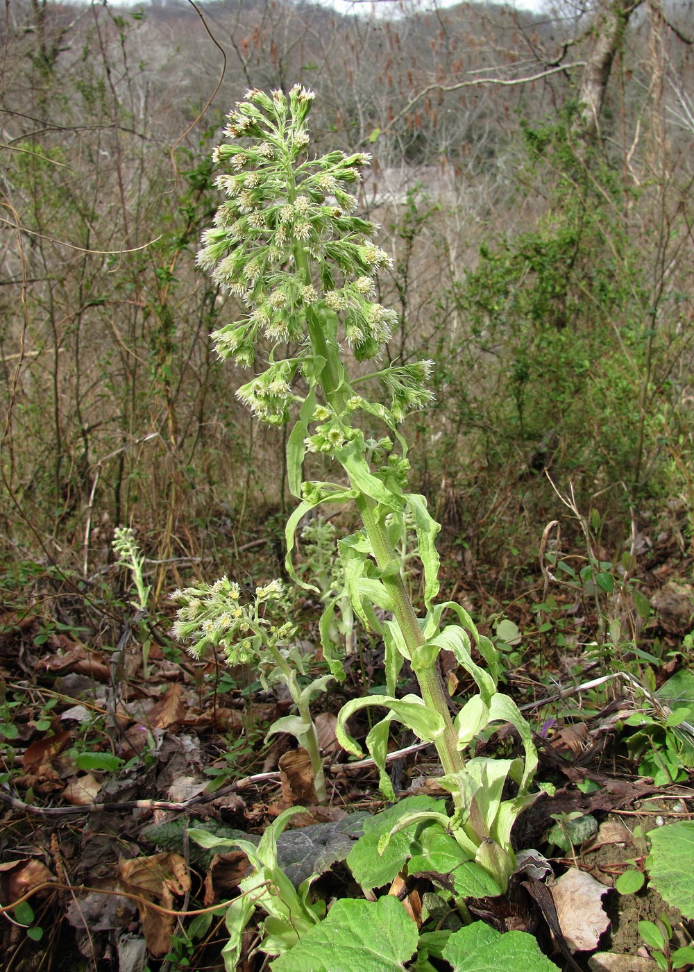 Изображение особи Petasites albus.