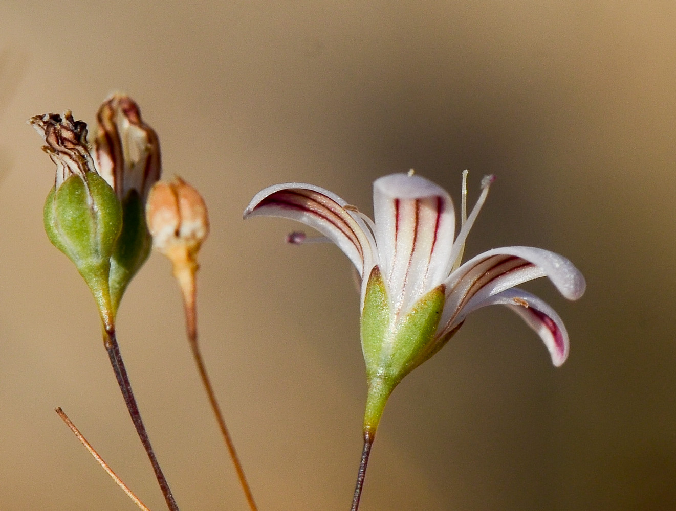 Image of Gypsophila capillaris specimen.