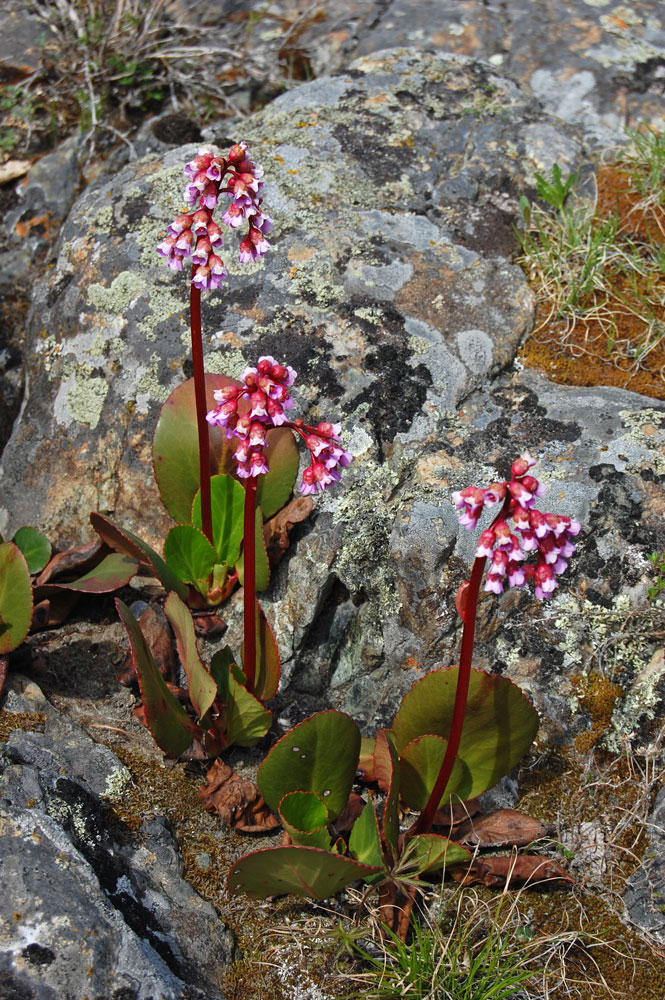 Image of Bergenia crassifolia specimen.