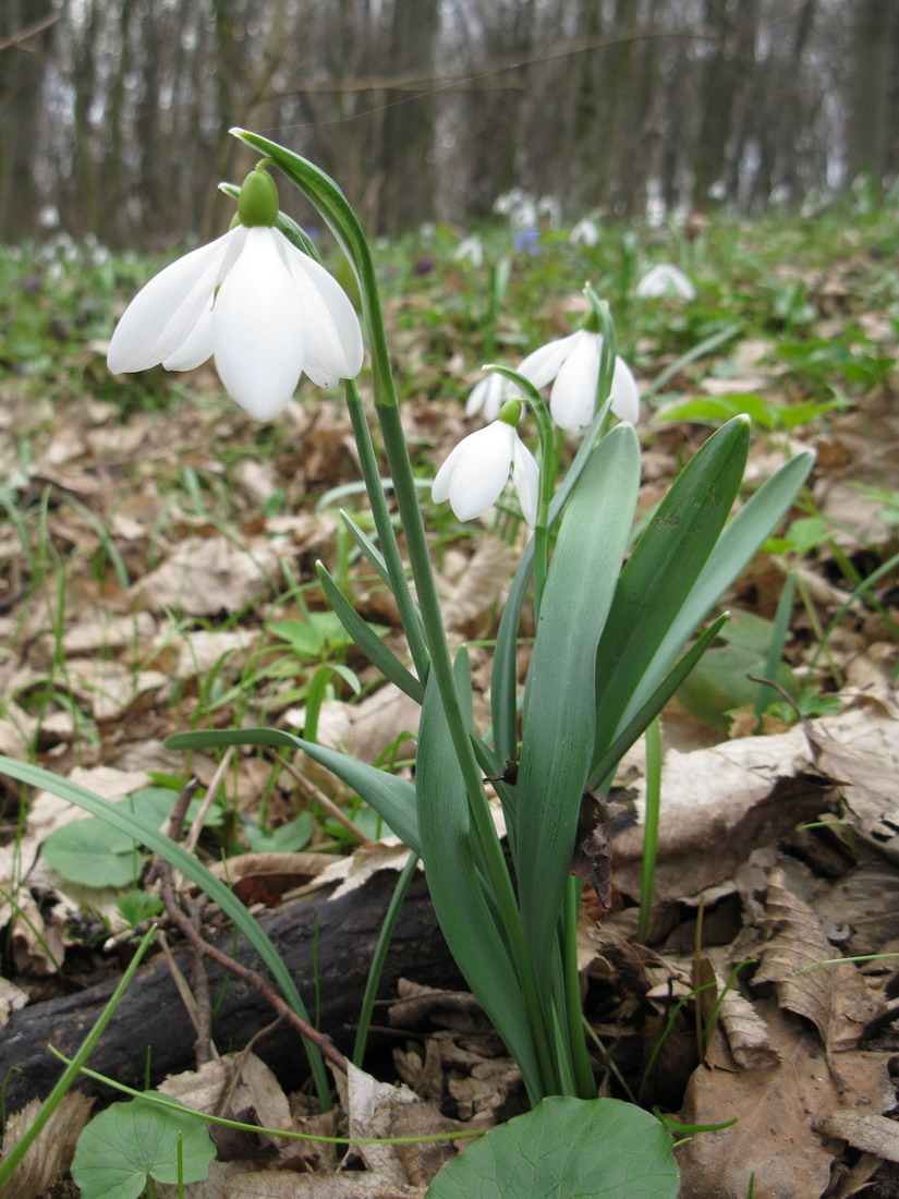 Изображение особи Galanthus nivalis.