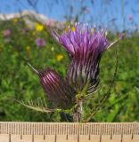 Cirsium simplex. Общее соцветие. Адыгея, Кавказский биосферный заповедник, северо-восточный склон горы Оштен, ≈ 2050 м н.у.м., субальпийский луг. 19.07.2015.